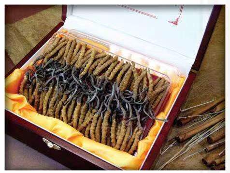 坡头冬虫夏草回收